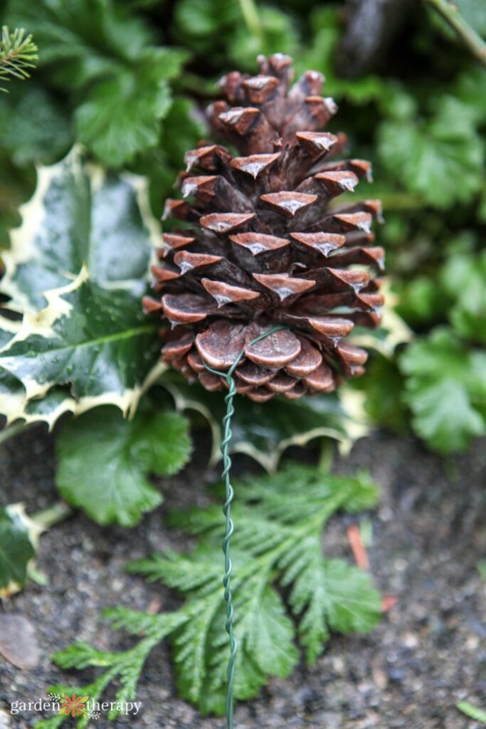 pinecones for arranging