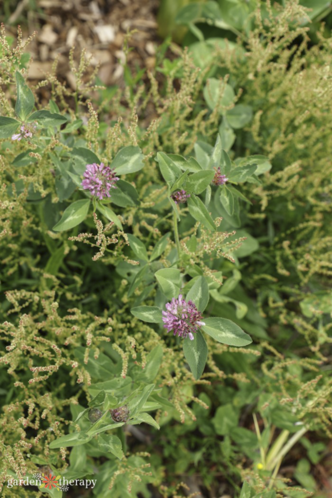 red clover and dock