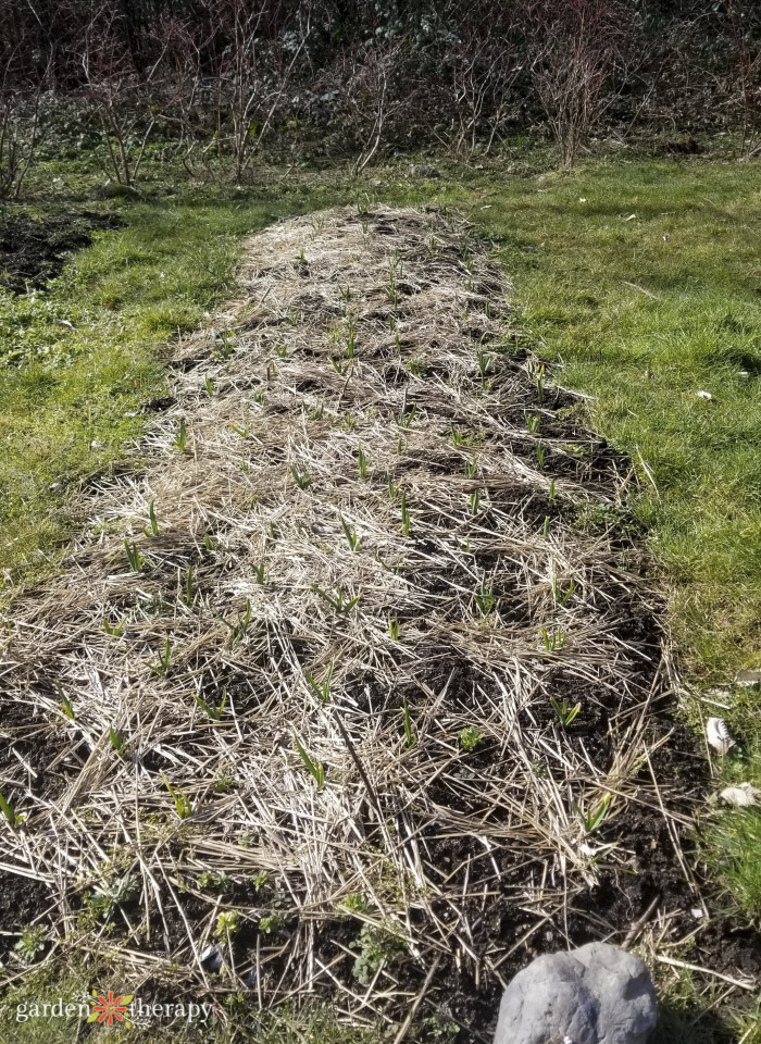 sheet mulching with straw on a large garden bed