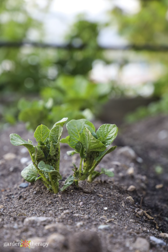 soil regeneration