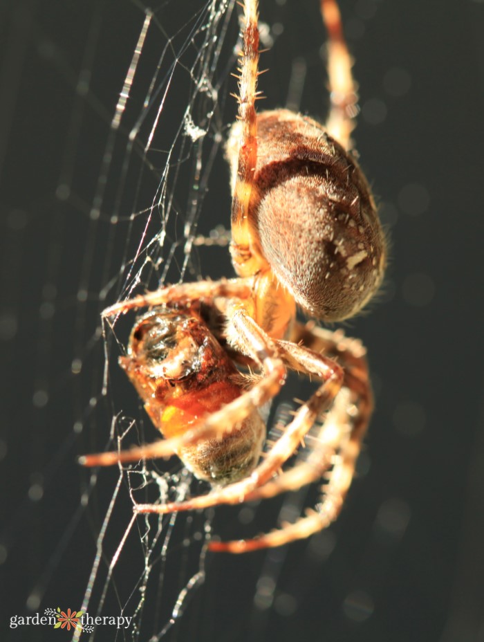 spider eating bee