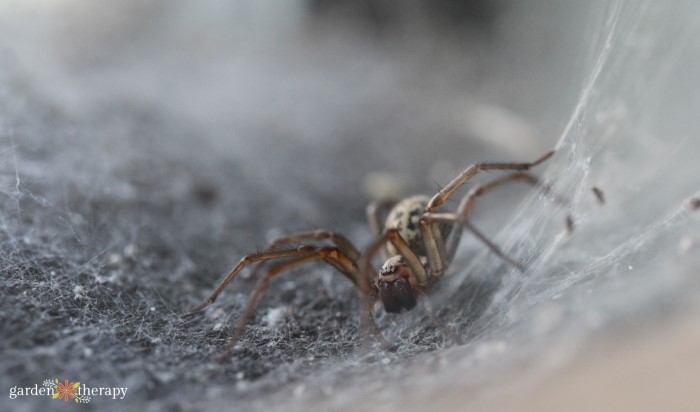 What Are Garden Spiders Anyways? All About Common Garden Spiders