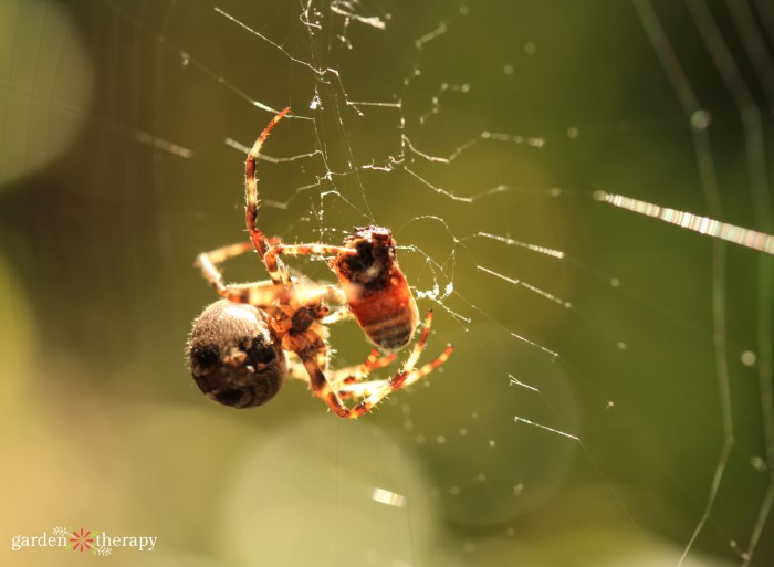 spider on a web