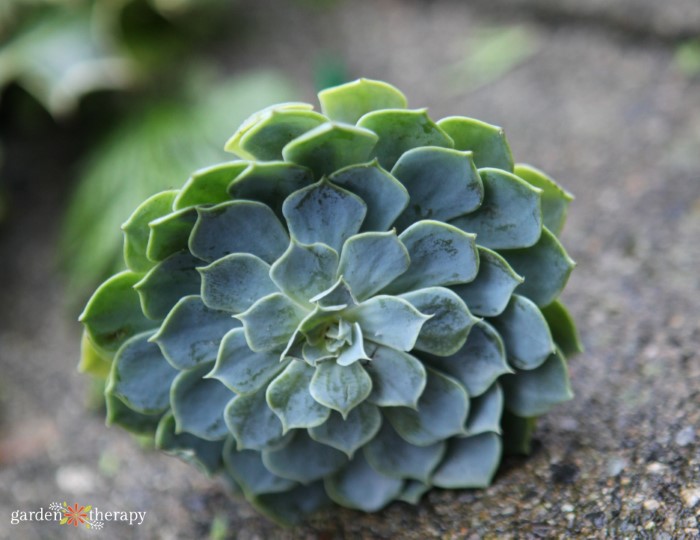 succulent head