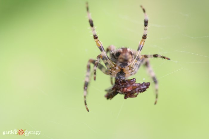 types of garden spiders