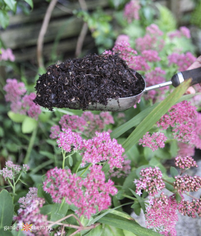 scoop of compost held over pink flowers