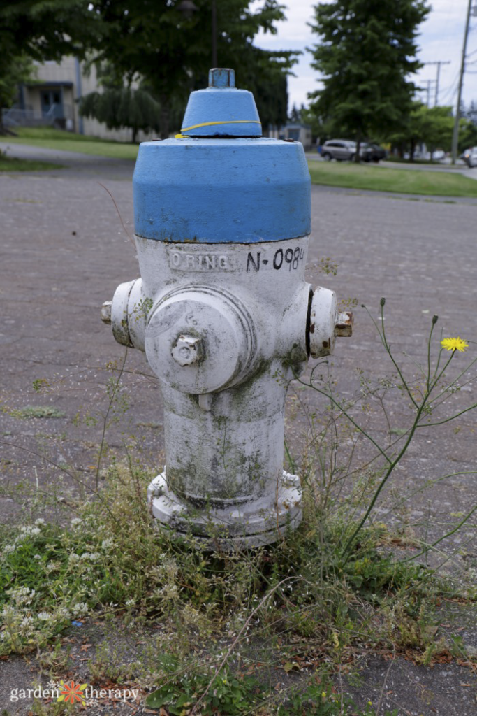 water conservation - blue hydrant