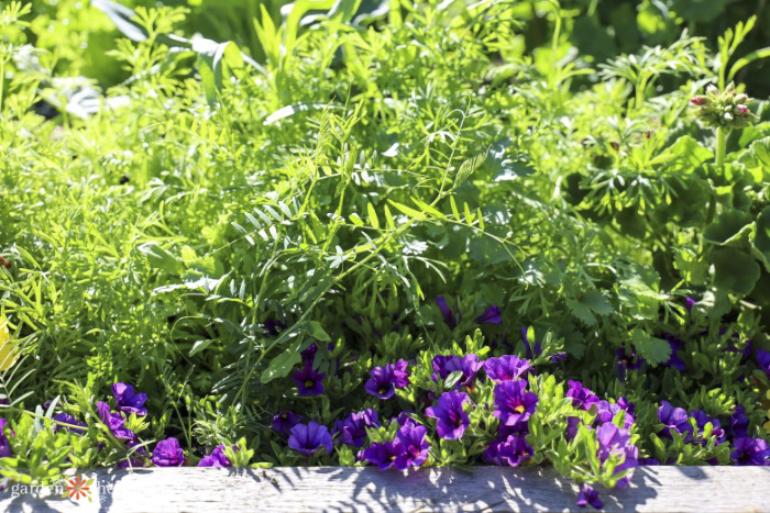 weeds in the garden