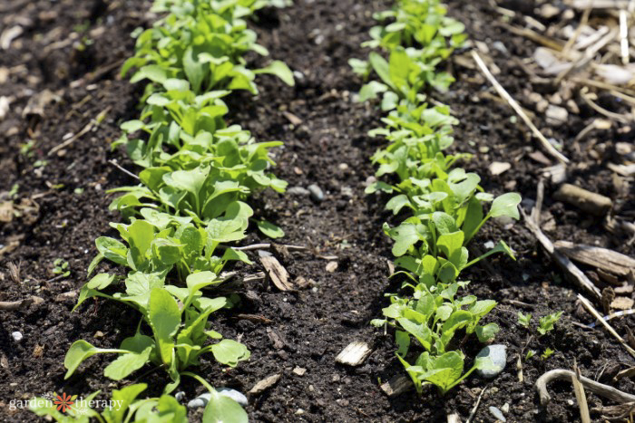 mauvaises herbes dans le potager