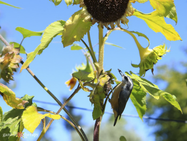 How to Practice Regenerative Gardening - Garden Therapy