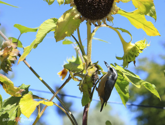 bird picking at a sunflower