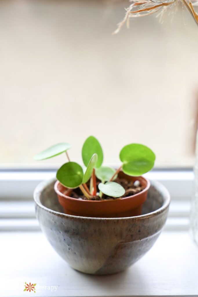 Bebés de plantas de dinero chino