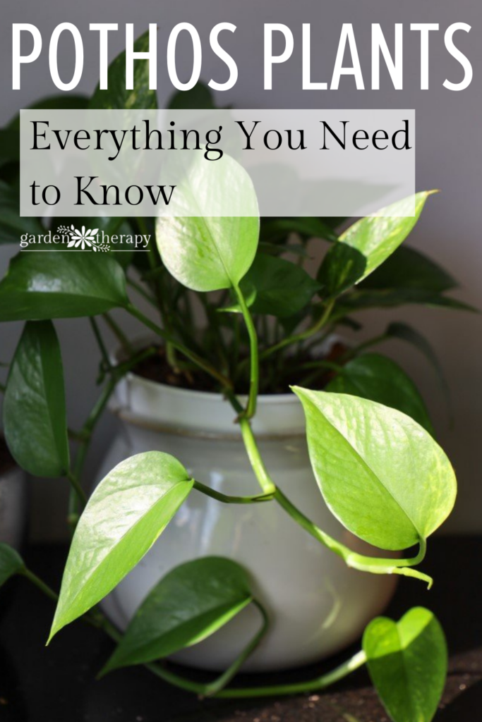Everything You Need to Know About Growing A Pothos Plant