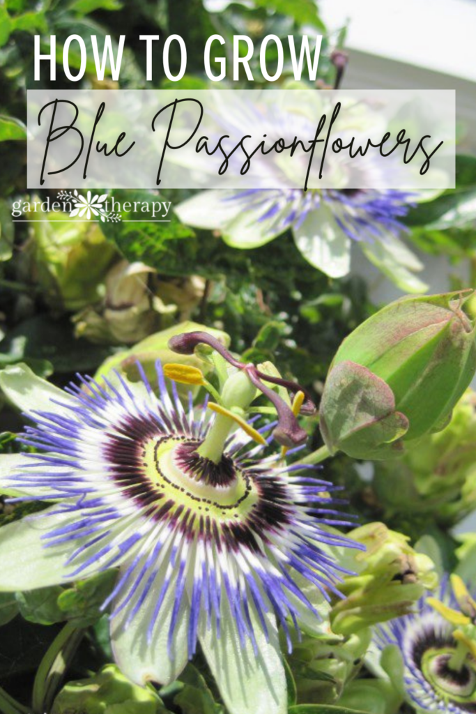 How to Grow Blue Passionflowers