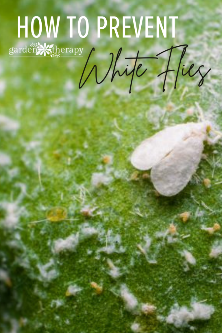 How to Naturally Get Rid of and Prevent Whiteflies Garden Therapy