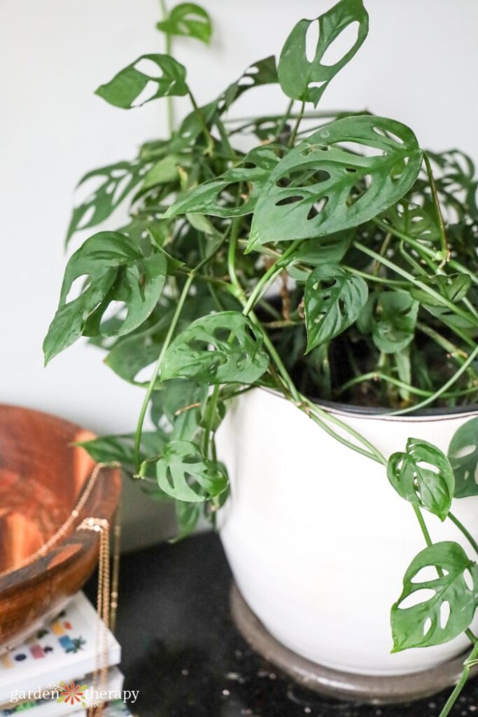 Properly watered Monstera adansonii