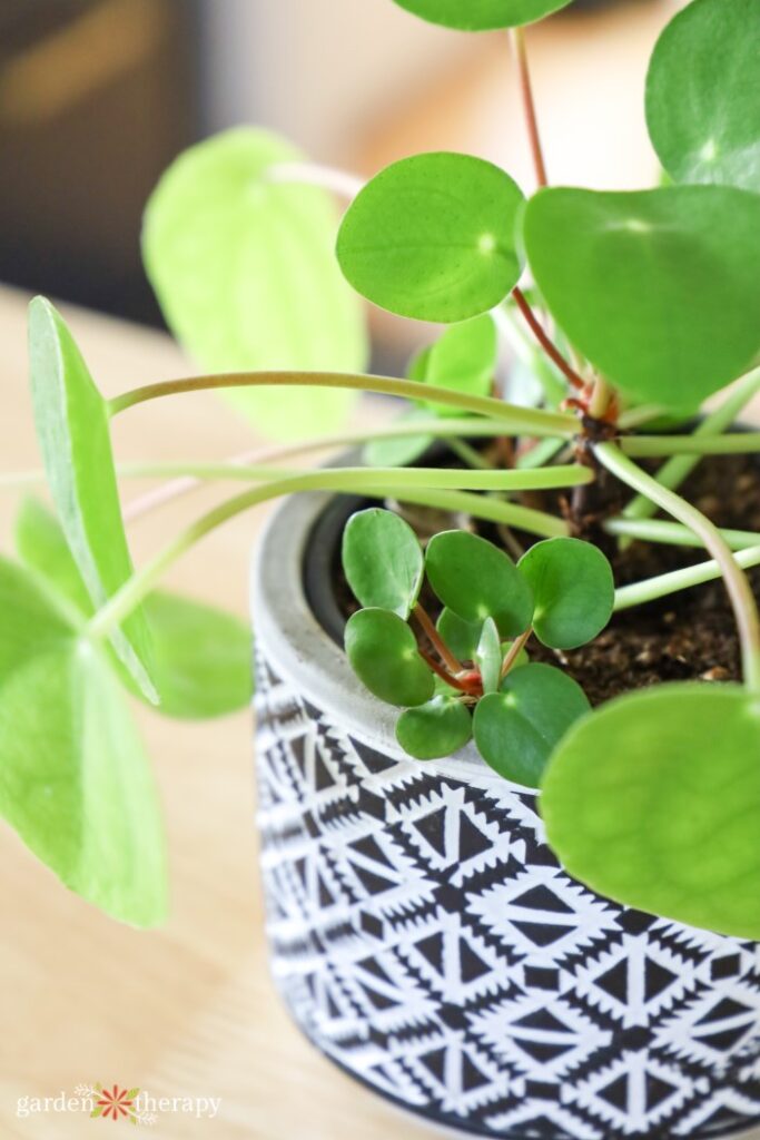 chinese money plant in pot