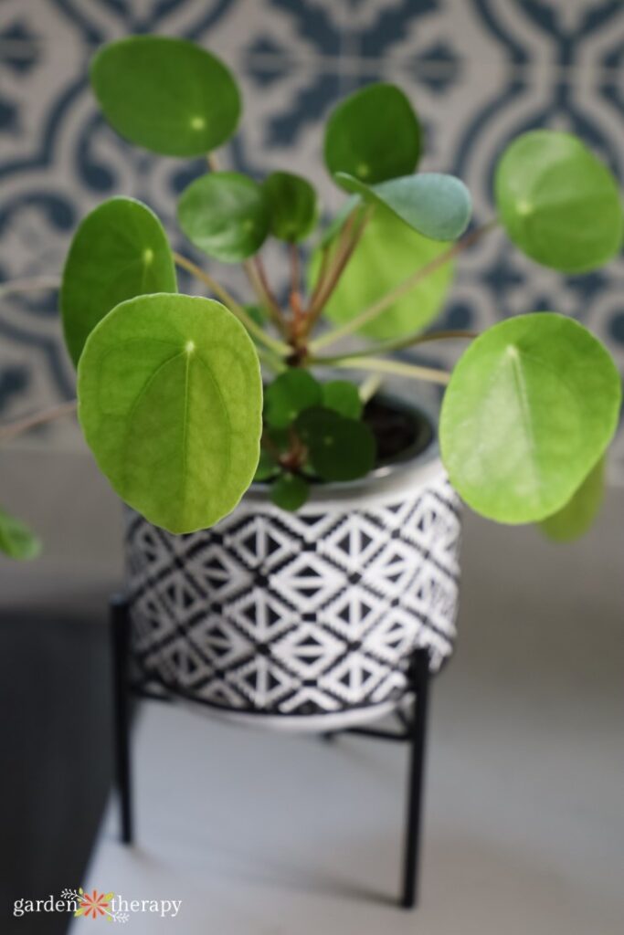 chinese money plant care