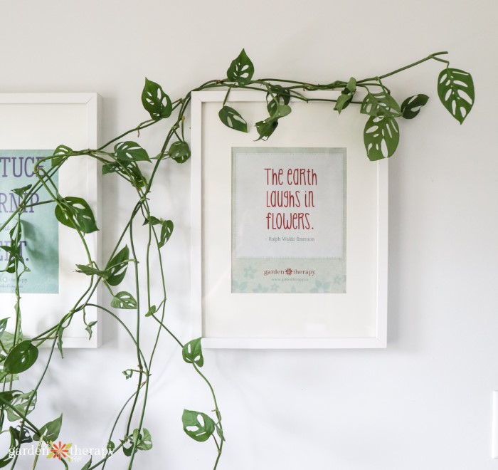 climbing monstera plant