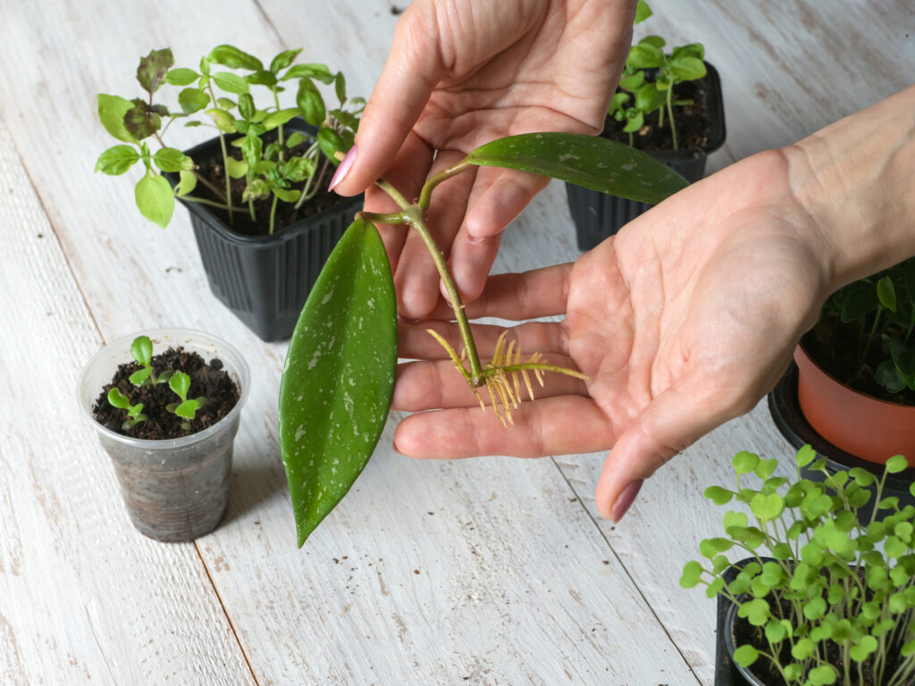 Planta de Hoya con nuevas raíces