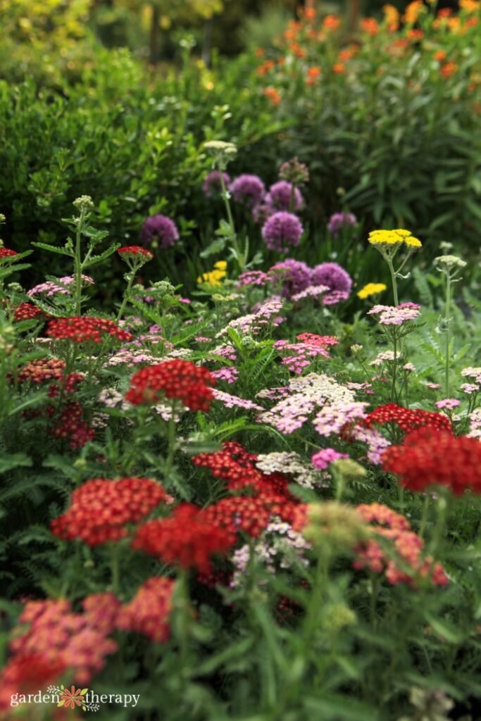 Plant yarrow now for a summer of flowers