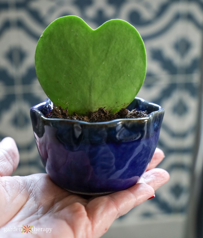 hoya heart in a small blue pot