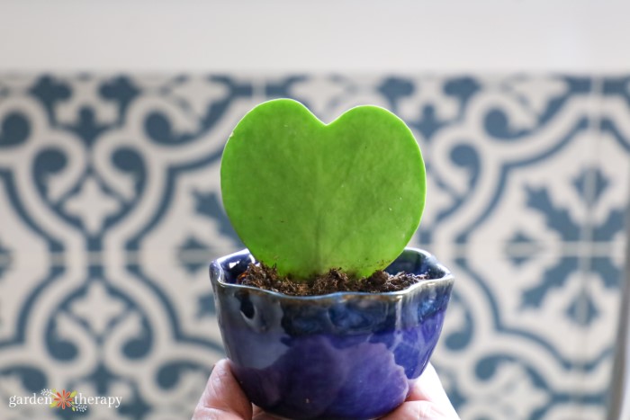 planta de corazon de hoya