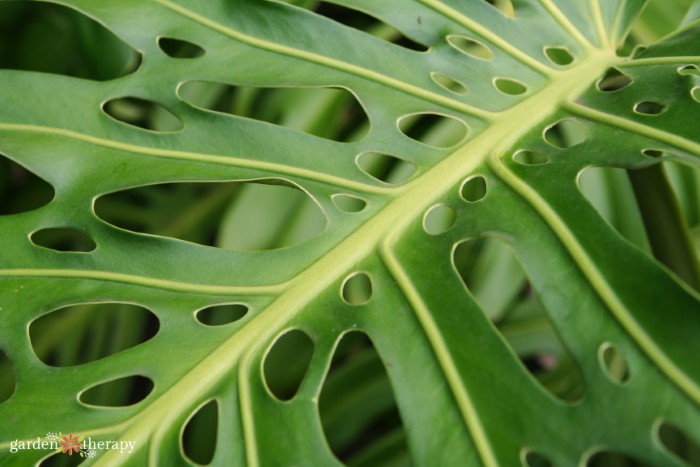 monstera leaf