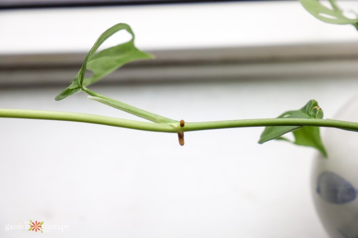 monstera aerial root