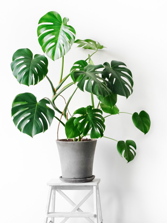 Monstera deliciosa