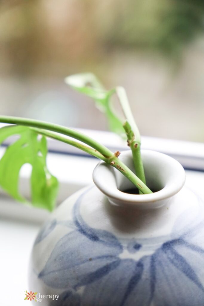 monstera propagation