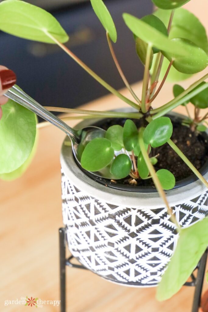 Caring for Pilea (Chinese Money Plant) - A Beautiful Mess