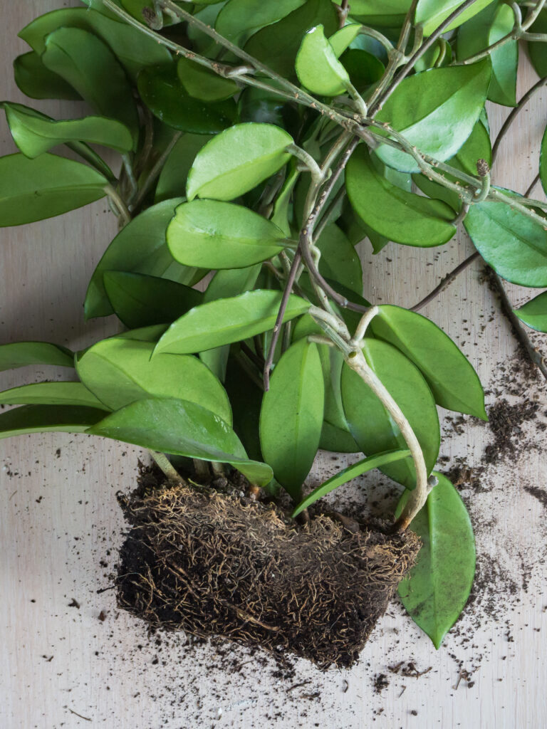 planting hoya plants