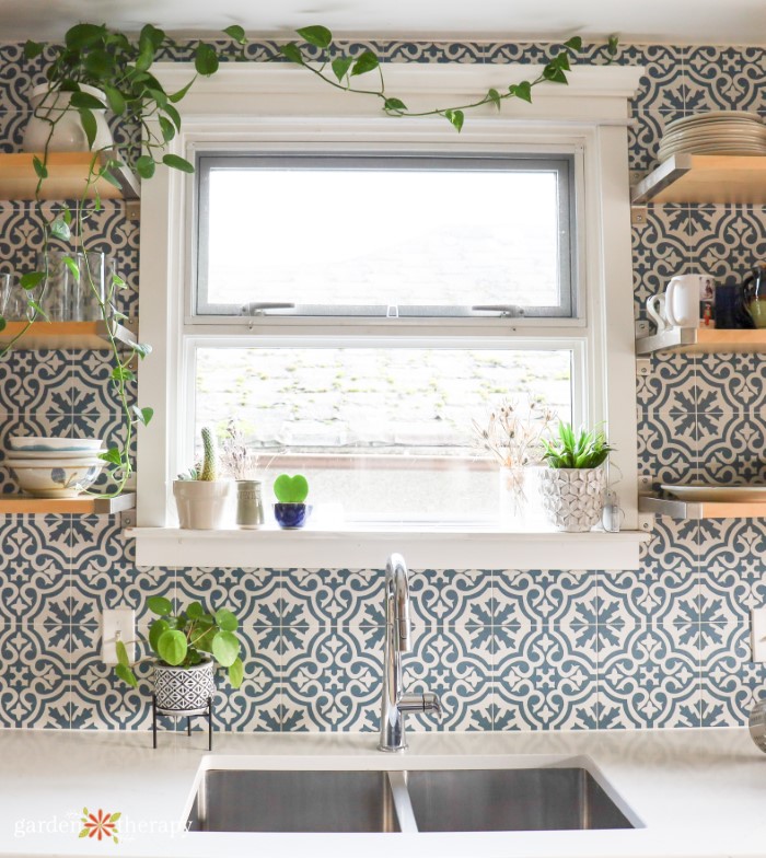 pothos in kitchen