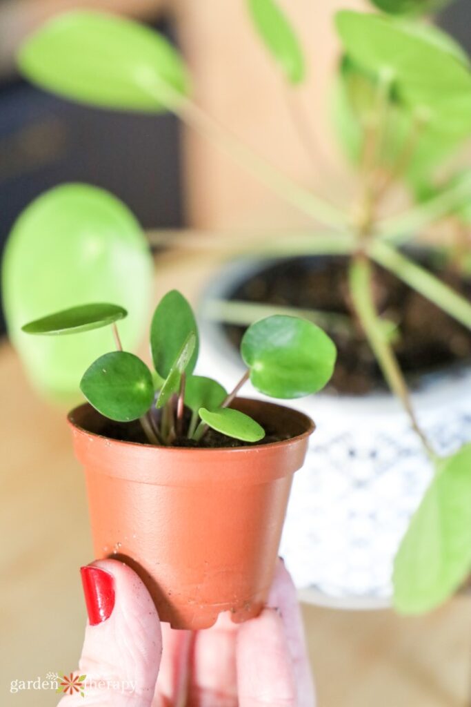 chinese money plant pup