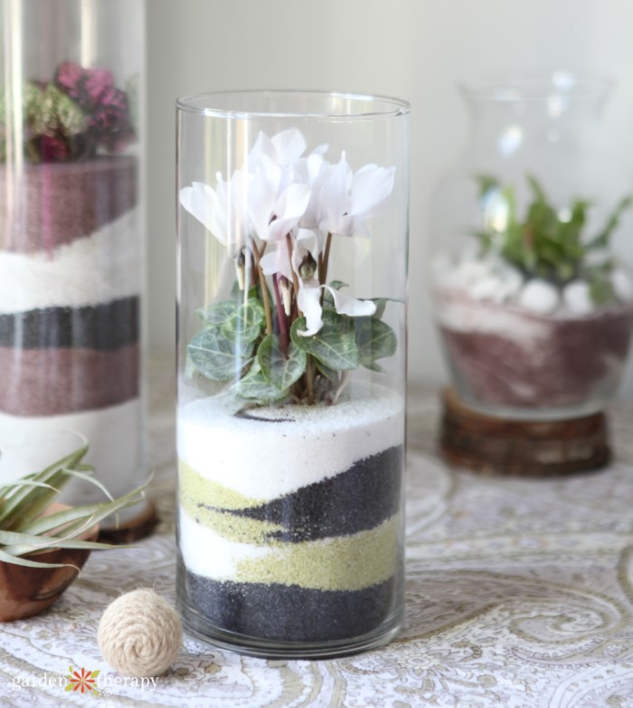 sand art terrariums with white flowering plant