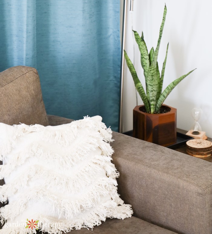 snake plant on a side table