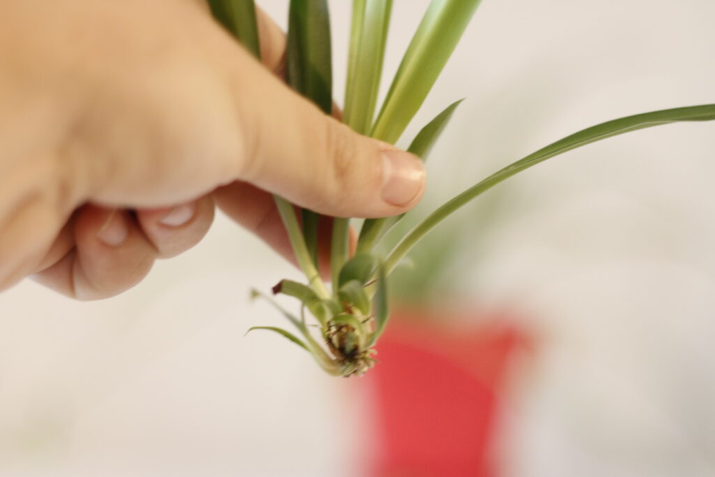 spider plant babies