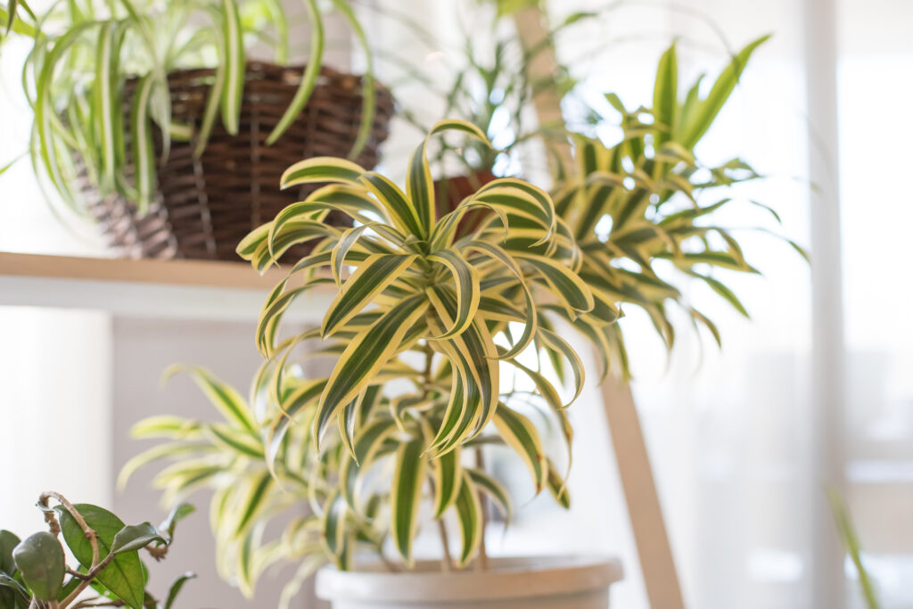 spider plants