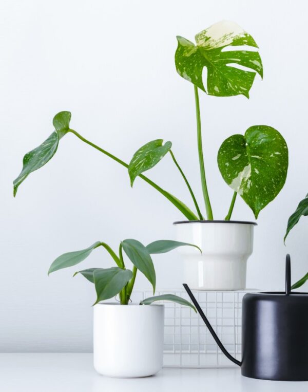 How to Grow and Keep Your Monstera Plant Happy - Garden Therapy