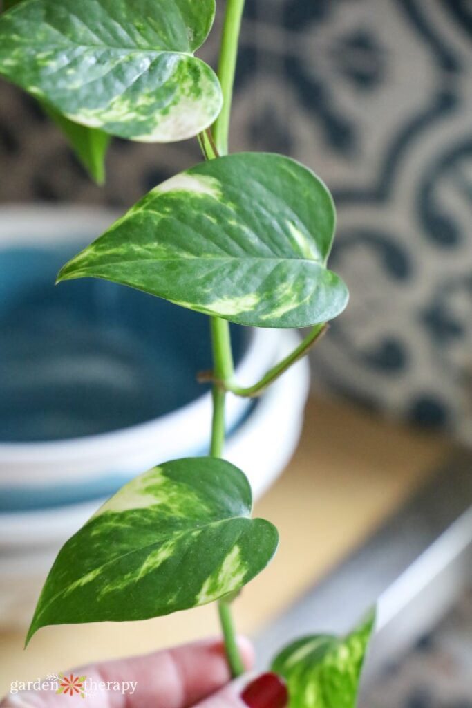 types of pothos