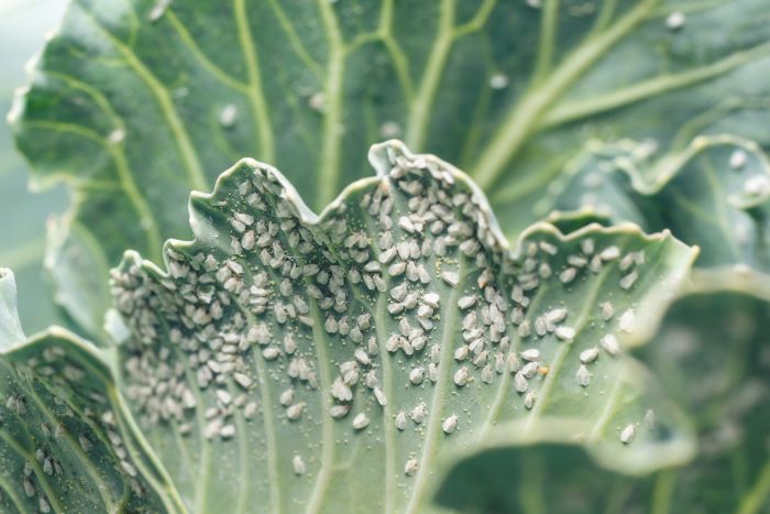 whiteflies on plants