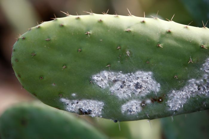 whitefly damage