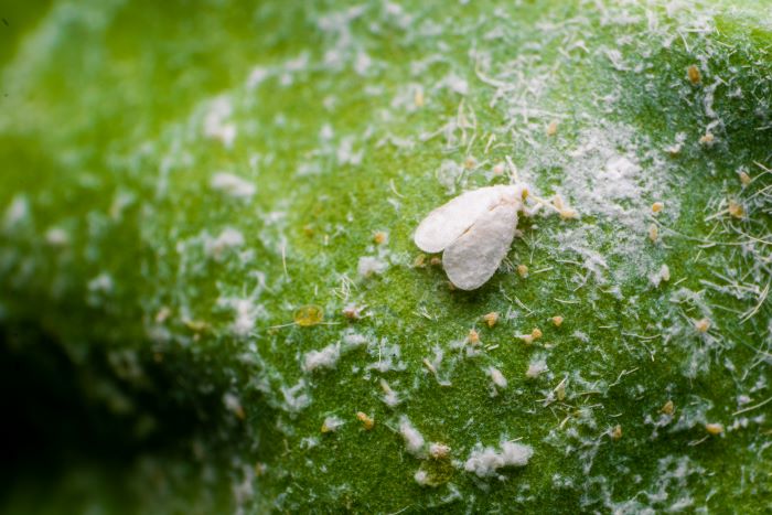 whitefly on leaf