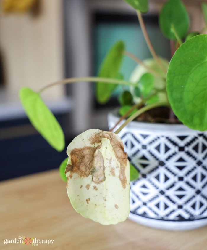 dying pilea leaf