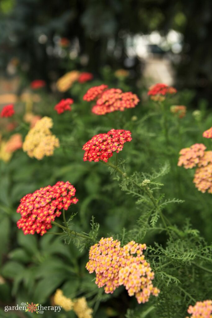 Yarrow Fire King - Prairie Gardens