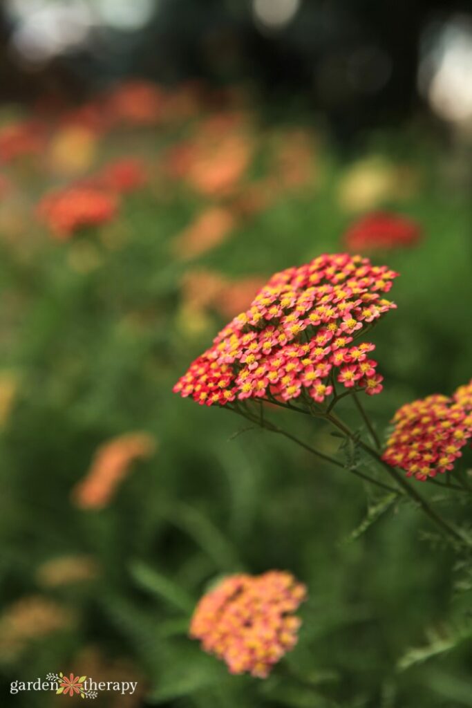 orange yarrow