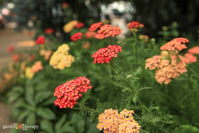 red and orange yarrow