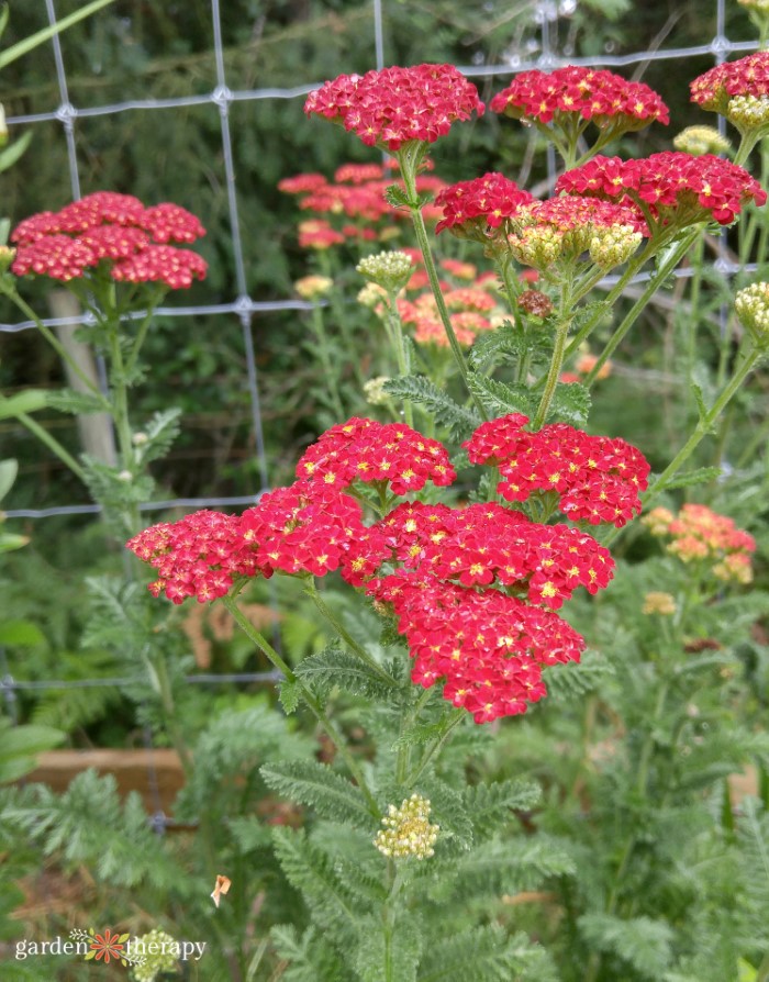 red yarrow in a garden