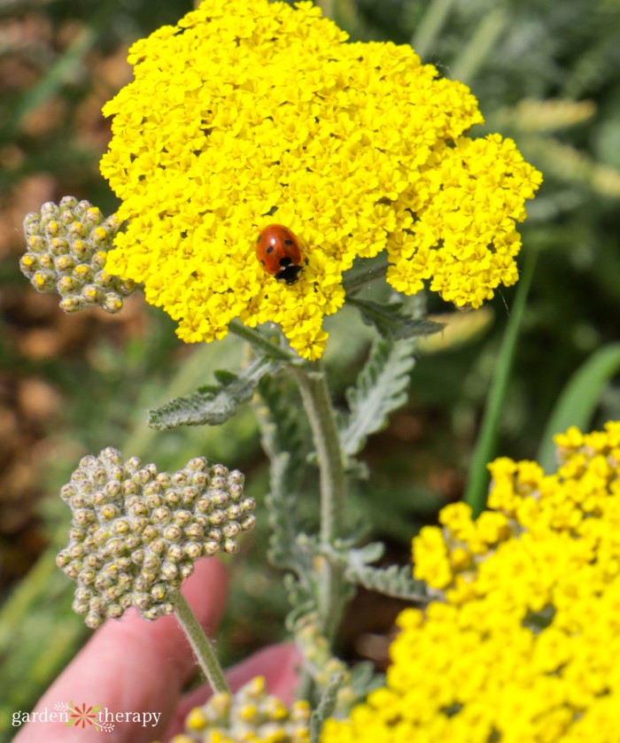 yellow yarrow plant